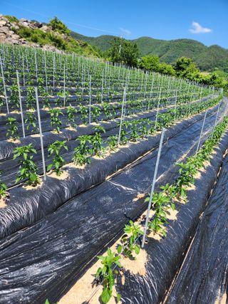 정정희님의 6월 내 작물 자랑하기🌱 · 참여글 작성글 사진