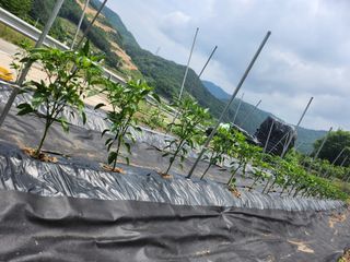 배주원님의 6월 내 작물 자랑하기🌱 · 참여글 작성글 사진