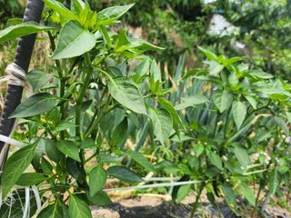 배주원님의 6월 내 작물 자랑하기🌱 · 참여글 작성글 사진