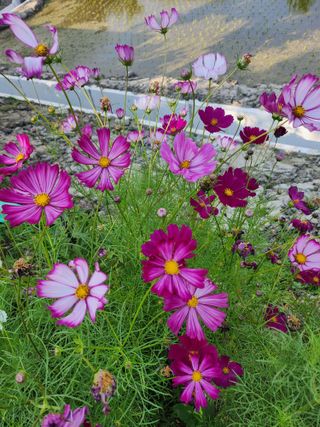 배주원님의 6월 내 작물 자랑하기🌱 · 참여글 작성글 사진