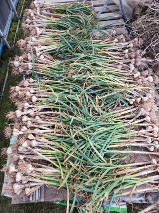 배주원님의 6월 내 작물 자랑하기🌱 · 참여글 작성글 사진