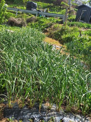 배주원님의 6월 내 작물 자랑하기🌱 · 참여글 작성글 사진