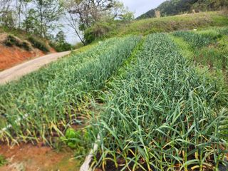 배주원님의 6월 내 작물 자랑하기🌱 · 참여글 작성글 사진