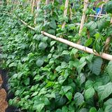 팜모닝 6월 내 작물 자랑하기🌱·참여글 게시글 이미지