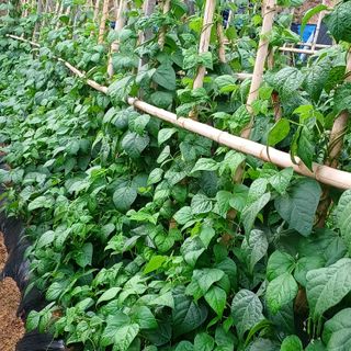 이광진님의 6월 내 작물 자랑하기🌱 · 참여글 작성글 사진