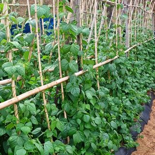 이광진님의 6월 내 작물 자랑하기🌱 · 참여글 작성글 사진