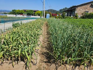 오영관님의 6월 내 작물 자랑하기🌱 · 참여글 작성글 사진