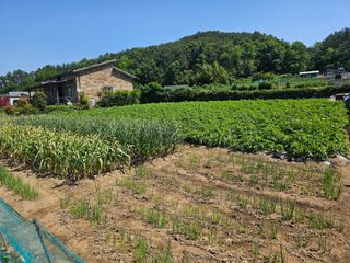 오영관님의 6월 내 작물 자랑하기🌱 · 참여글 작성글 사진