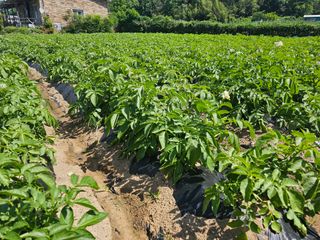 오영관님의 6월 내 작물 자랑하기🌱 · 참여글 작성글 사진