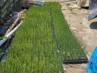 오영관님의 6월 내 작물 자랑하기🌱 · 참여글 작성글 사진