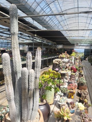 낭만농부님의 6월 내 작물 자랑하기🌱 · 참여글 작성글 사진