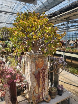 낭만농부님의 6월 내 작물 자랑하기🌱 · 참여글 작성글 사진