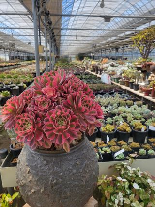 낭만농부님의 6월 내 작물 자랑하기🌱 · 참여글 작성글 사진