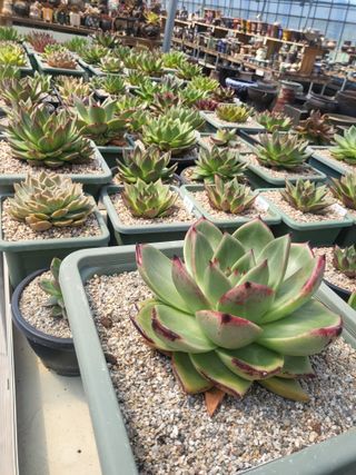 낭만농부님의 6월 내 작물 자랑하기🌱 · 참여글 작성글 사진