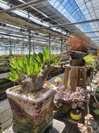 낭만농부님의 6월 내 작물 자랑하기🌱 · 참여글 작성글 사진