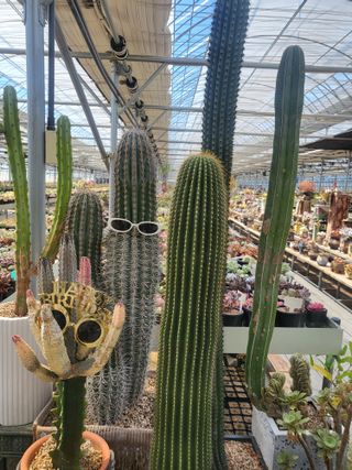 낭만농부님의 6월 내 작물 자랑하기🌱 · 참여글 작성글 사진