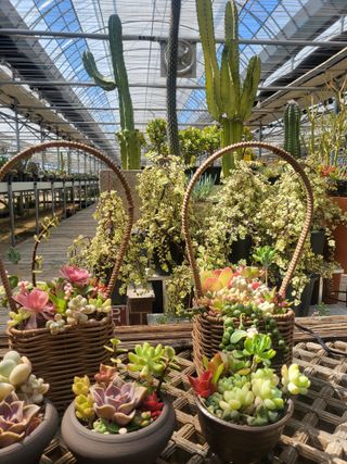 낭만농부님의 6월 내 작물 자랑하기🌱 · 참여글 작성글 사진