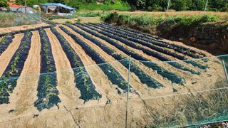 김근호님의 6월 내 작물 자랑하기🌱 · 참여글 작성글 사진