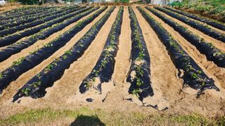 김근호님의 6월 내 작물 자랑하기🌱 · 참여글 작성글 사진