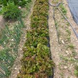 팜모닝 자유주제·자유게시판 게시글 이미지