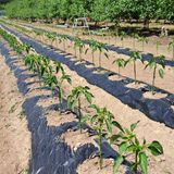 팜모닝 6월 내 작물 자랑하기🌱·참여글 게시글 이미지