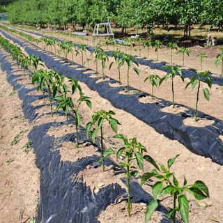 스마일님의 6월 내 작물 자랑하기🌱 · 참여글 작성글 사진