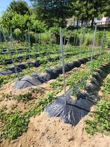 팜모닝 6월 내 작물 자랑하기🌱·참여글 게시글 이미지