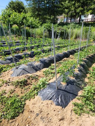 예은농장님의 6월 내 작물 자랑하기🌱 · 참여글 작성글 사진