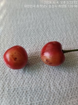 엉터리농부님의 기타작물 · 병해충상담 작성글 사진