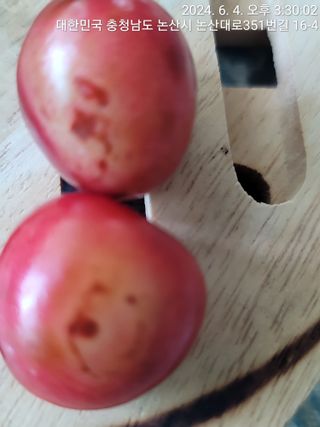 엉터리농부님의 기타작물 · 병해충상담 작성글 사진