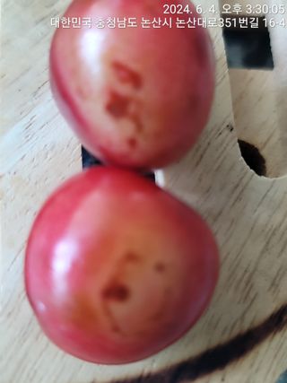 엉터리농부님의 기타작물 · 병해충상담 작성글 사진