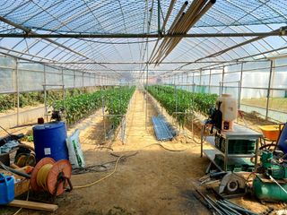 김영천님의 6월 내 작물 자랑하기🌱 · 참여글 작성글 사진