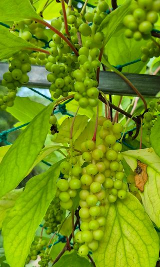 삼밭골자연인님의 6월 내 작물 자랑하기🌱 · 참여글 작성글 사진