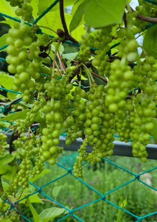 삼밭골자연인님의 6월 내 작물 자랑하기🌱 · 참여글 작성글 사진