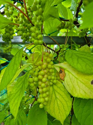 삼밭골자연인님의 6월 내 작물 자랑하기🌱 · 참여글 작성글 사진
