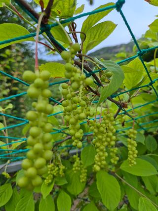 삼밭골자연인님의 6월 내 작물 자랑하기🌱 · 참여글 작성글 사진