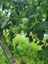 팜모닝 사과·영농일지 게시글 이미지