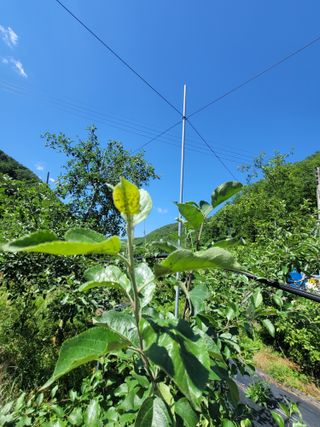 김성명님의 사과 · 영농일지 작성글 사진