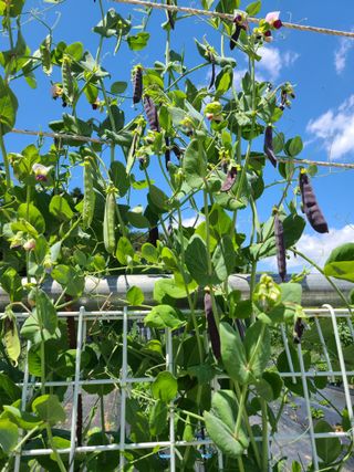 이박농장님의 자유주제 · 자유게시판 작성글 사진