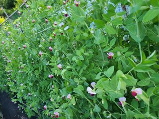 이박농장님의 자유주제 · 자유게시판 작성글 사진