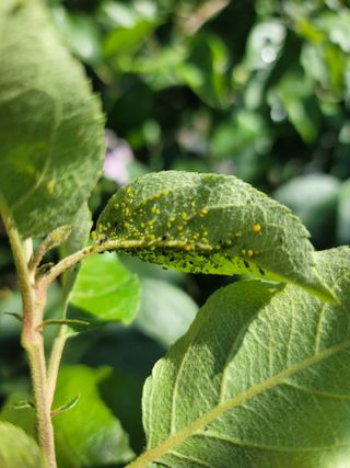 김성명님의 사과 · 병해충상담 작성글 사진