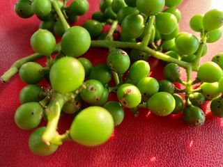 이용석님의 포도 · 병해충상담 작성글 사진