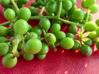 이용석님의 포도 · 병해충상담 작성글 사진