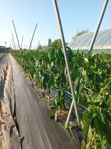 팜모닝 6월 내 작물 자랑하기🌱·참여글 게시글 이미지