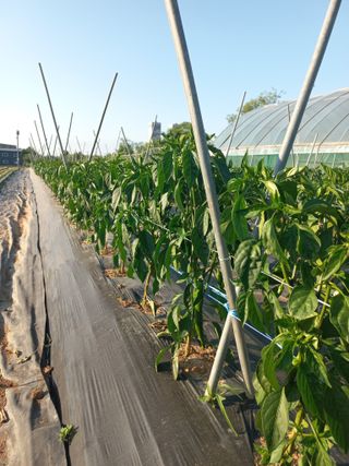 툇마루님의 6월 내 작물 자랑하기🌱 · 참여글 작성글 사진