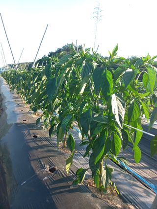 툇마루님의 6월 내 작물 자랑하기🌱 · 참여글 작성글 사진