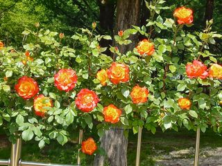 툇마루님의 6월 내 작물 자랑하기🌱 · 참여글 작성글 사진