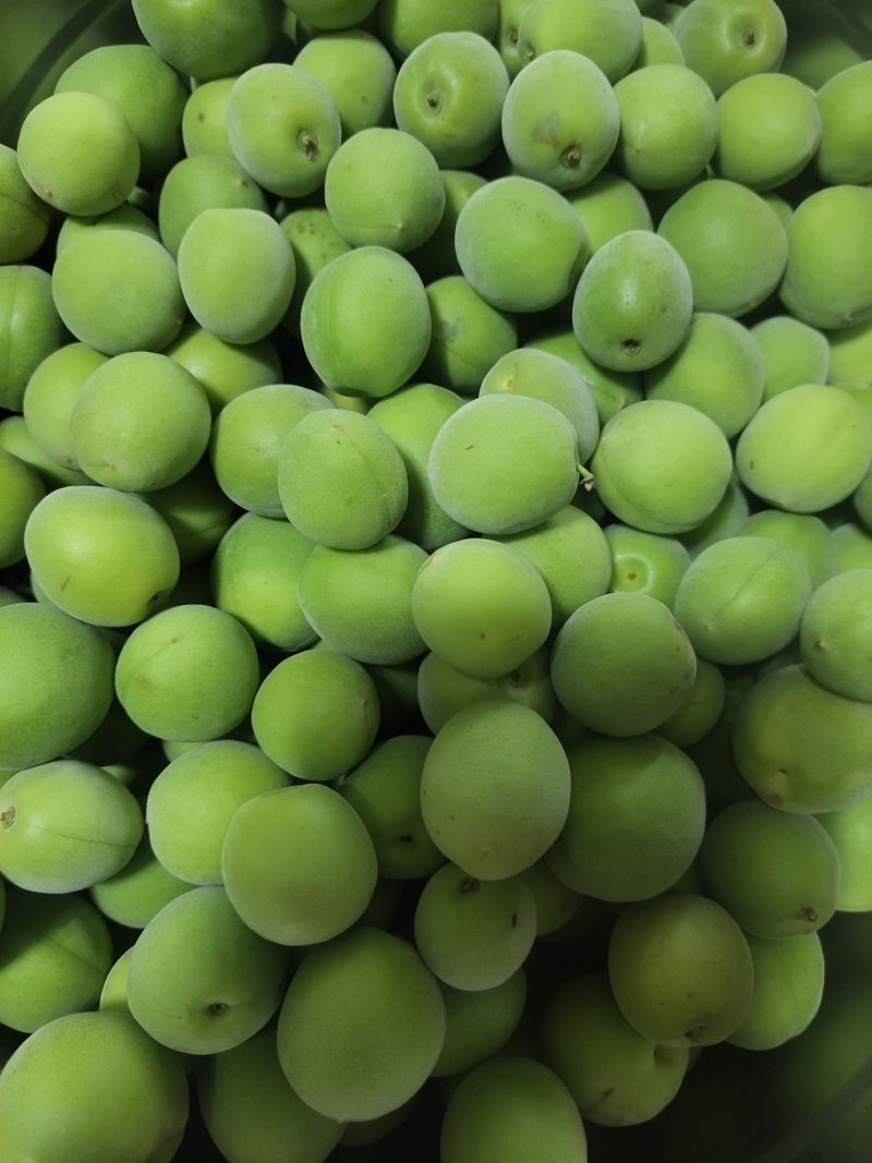 포도17654님의 장터 판매 상품 [매실 원액 1.8 리터( 친환경 재배)] 첨부 사진