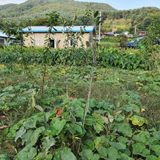 팜모닝 토마토·일상 게시글 이미지