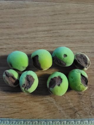 김홍열님의 매실 · 병해충상담 작성글 사진